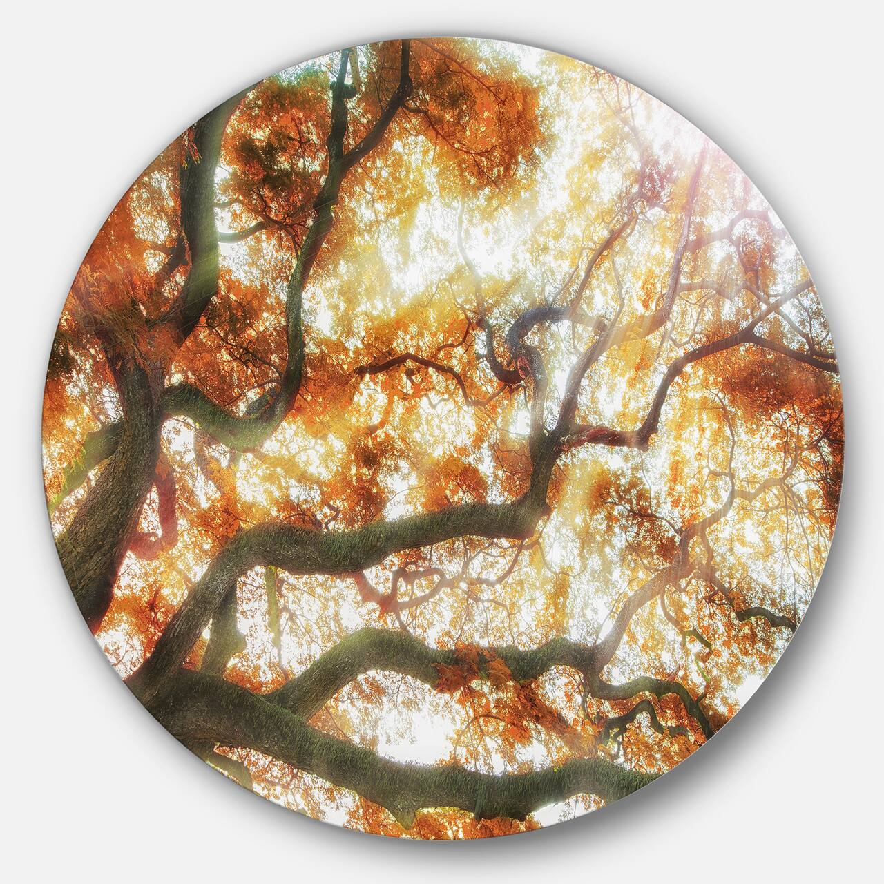 Designart - Big Tree' Photography Circle Metal Wall Art